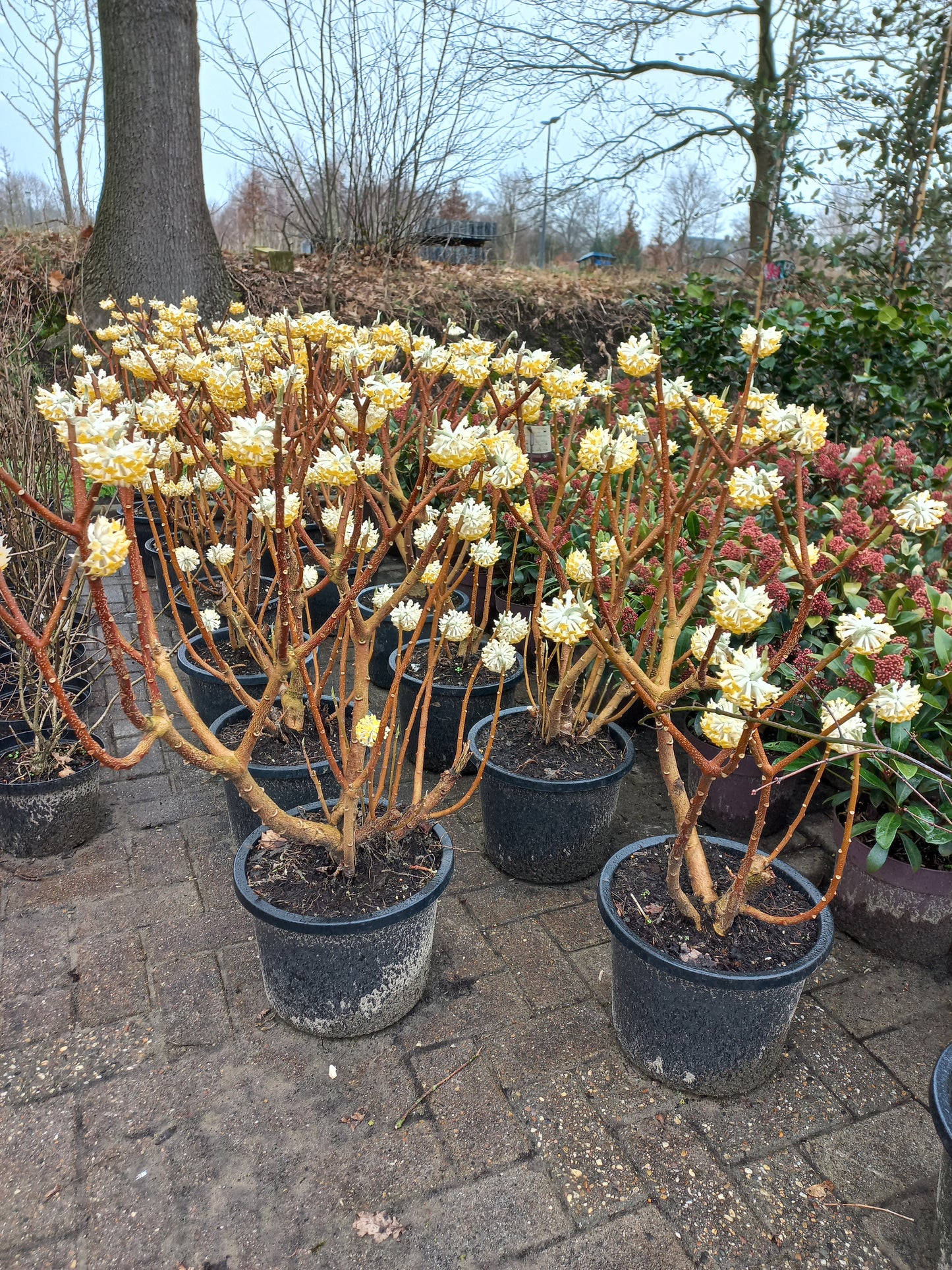 Edgeworthia chrysantha Winter liebe Papierstruik