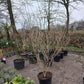 Hamamelis Int. Arnold promise Toverhazelaar 175cm