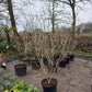 Hamamelis Int. Arnold promise Toverhazelaar 175cm