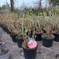 Hydrangea forever&ever Boeren hortensia grootformaat