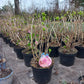 Hydrangea forever&ever Boeren hortensia grootformaat