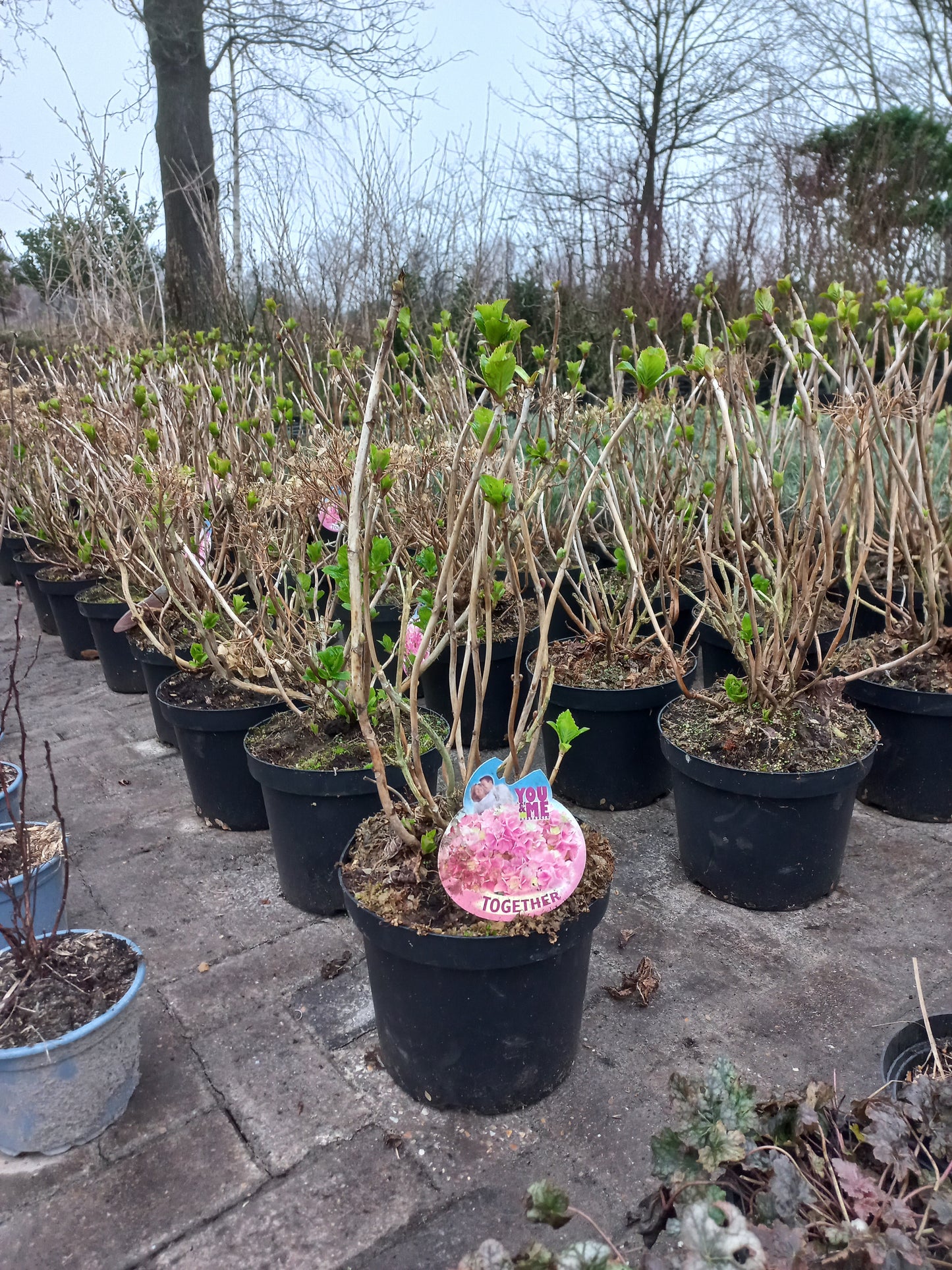 Hydrangea forever&ever Boeren hortensia grootformaat