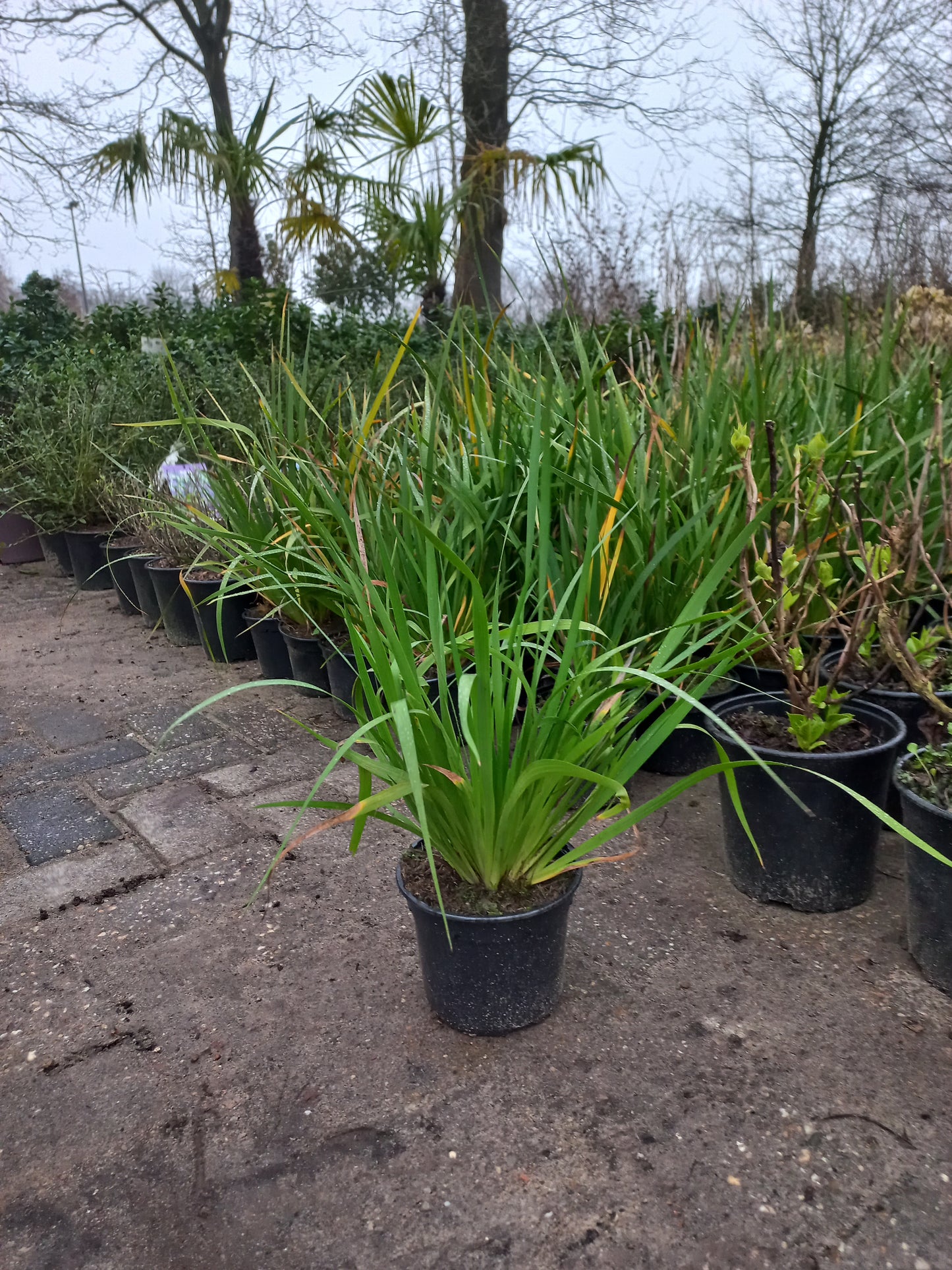 Libertia grandiflora Nieuw Zeelandse iris 2liter pot