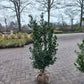 Hulst Ilex Blue Prince 125cm