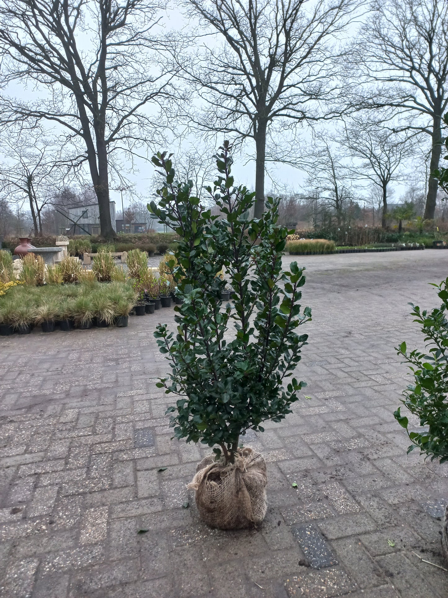 Hulst Ilex Blue Prince 125cm