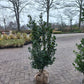 Hulst Ilex Blue Prince 125cm