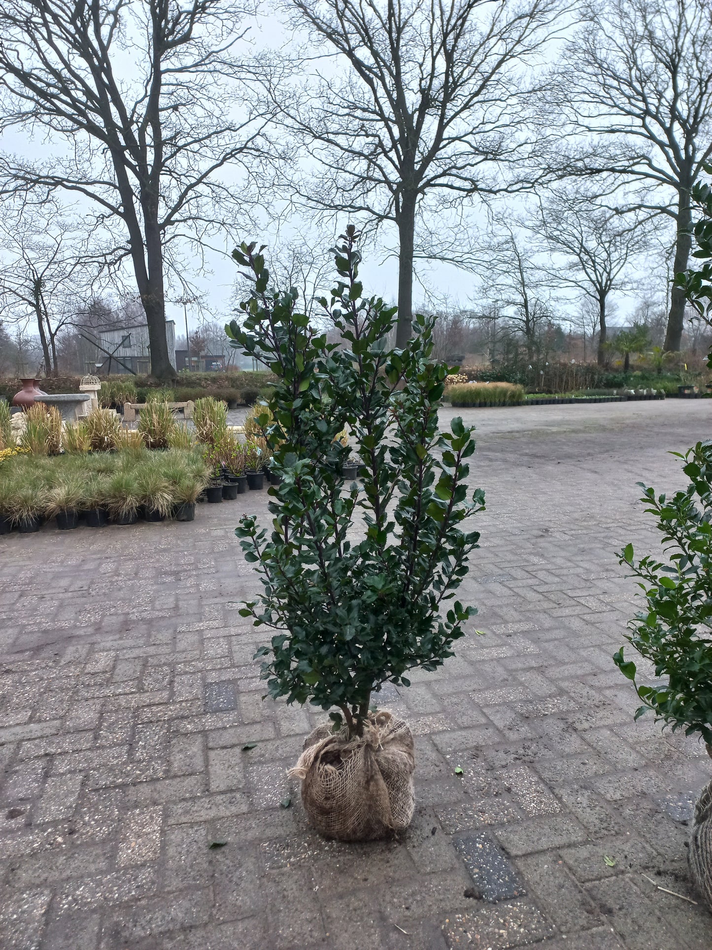 Hulst Ilex Blue Prince 125cm