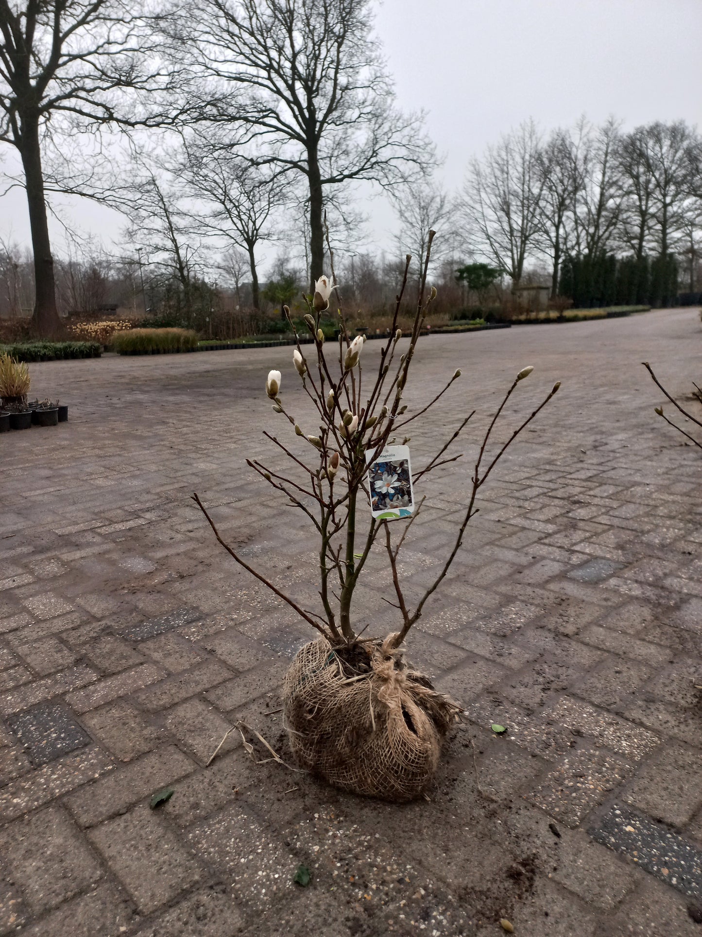 Magnolia stelleta 100cm