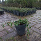 Cotoneaster Dammeri Dwergmispel 2liter pot