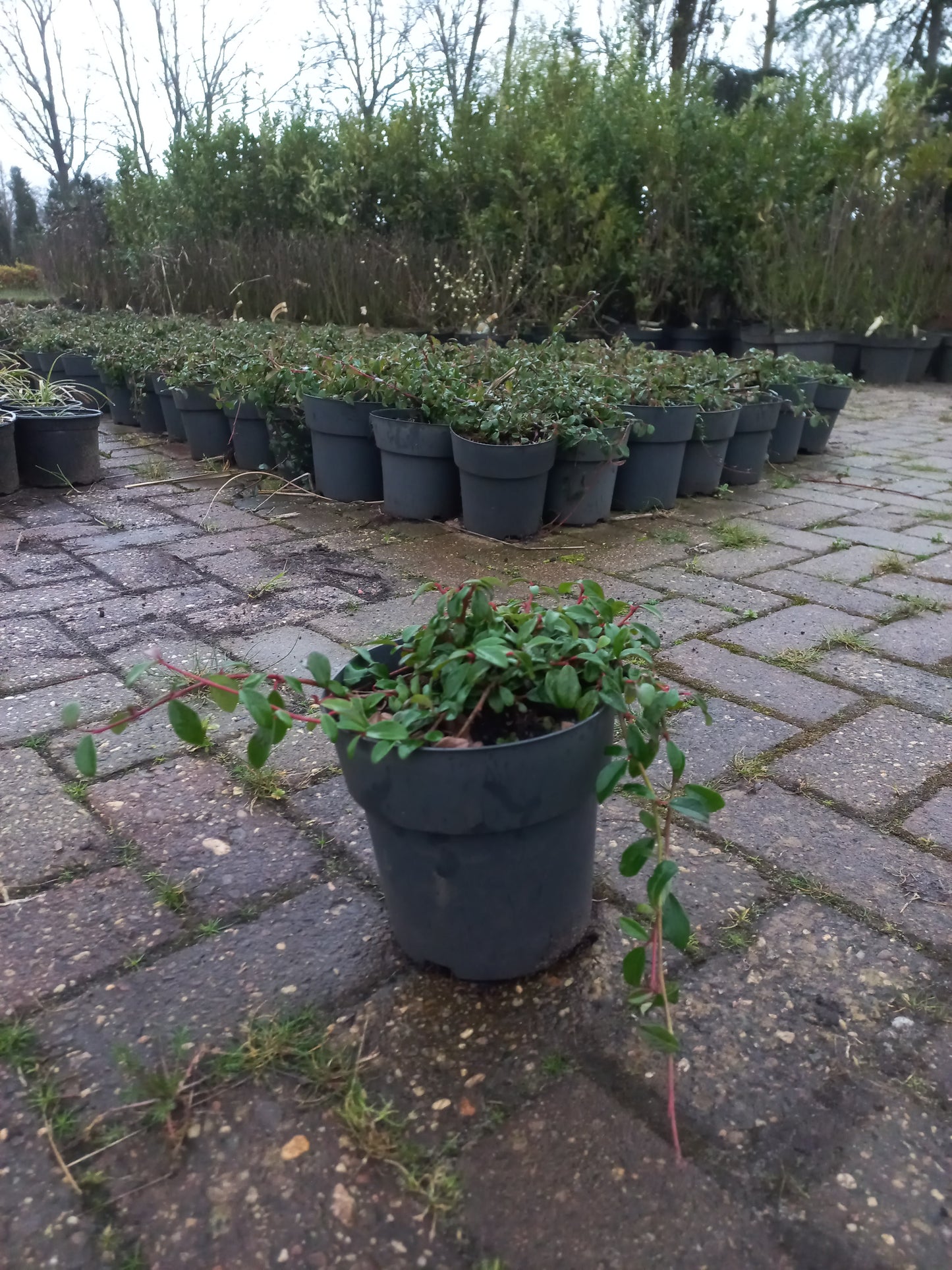 Cotoneaster Dammeri Dwergmispel 2liter pot