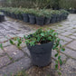 Cotoneaster Dammeri Dwergmispel 2liter pot