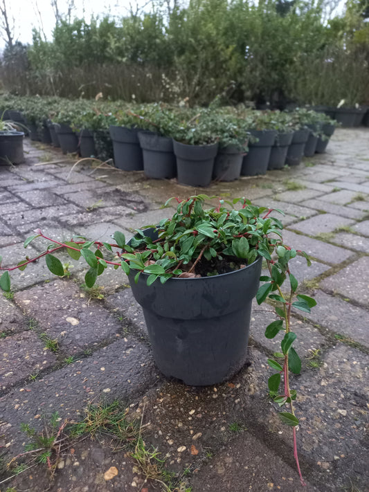 Cotoneaster Dammeri Dwergmispel 2liter pot