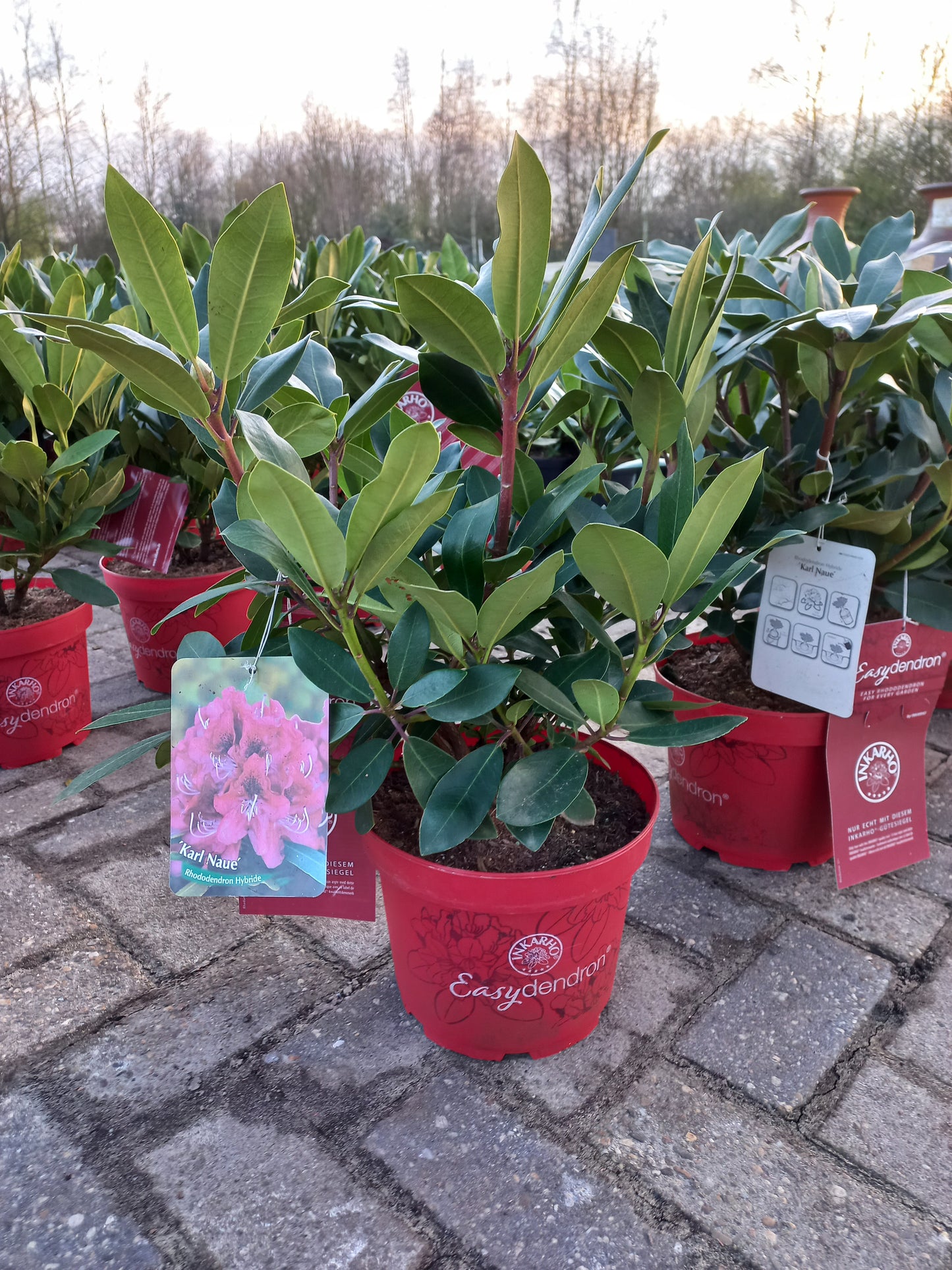 Rhododendron Hybr. Karl Naue Easydendron 40cm