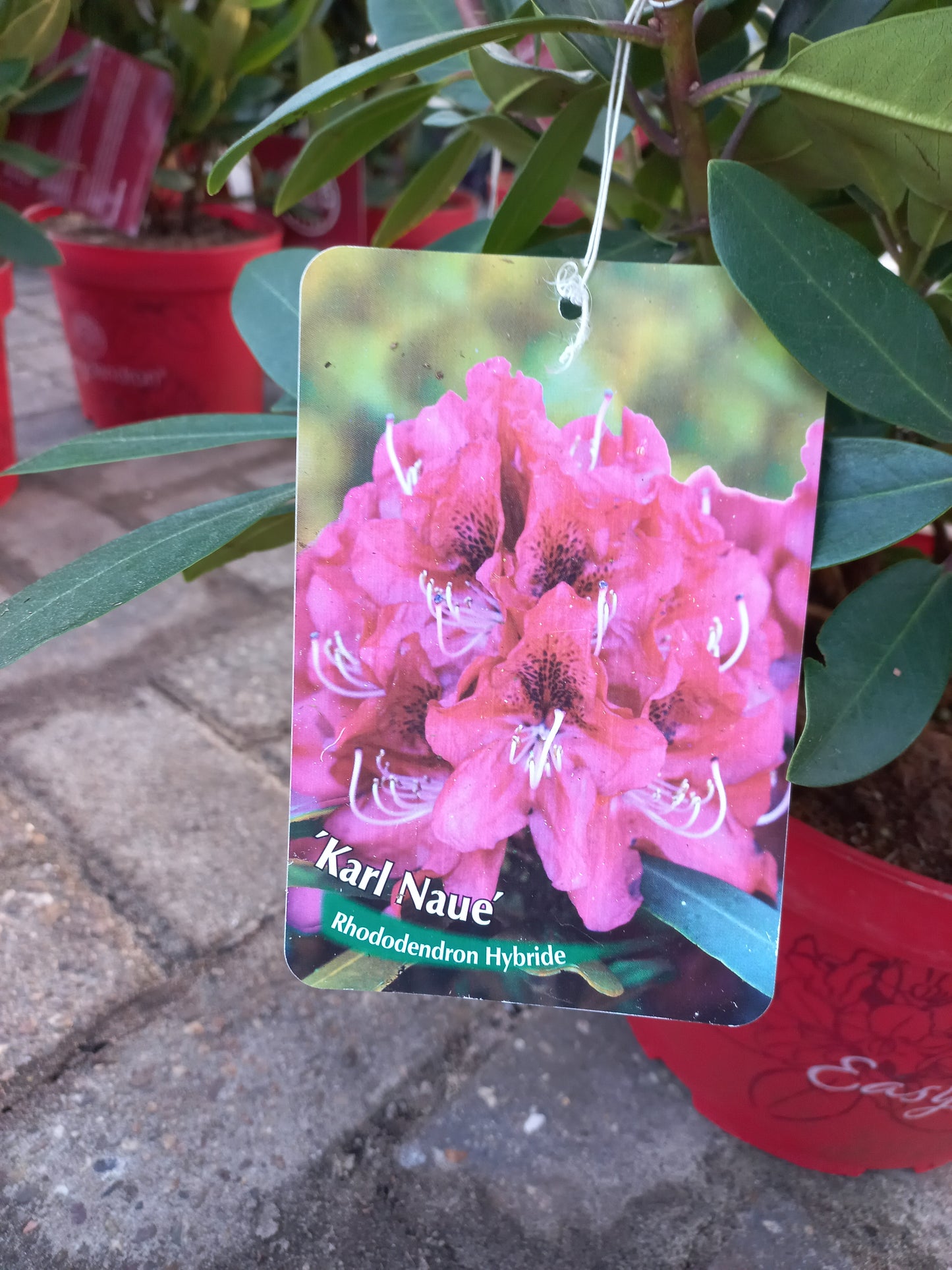 Rhododendron Hybr. Karl Naue Easydendron 40cm