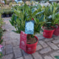 Rhododendron Hybr. Easydendron Madame Masson 40cm