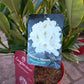 Rhododendron Hybr. Easydendron Madame Masson 40cm