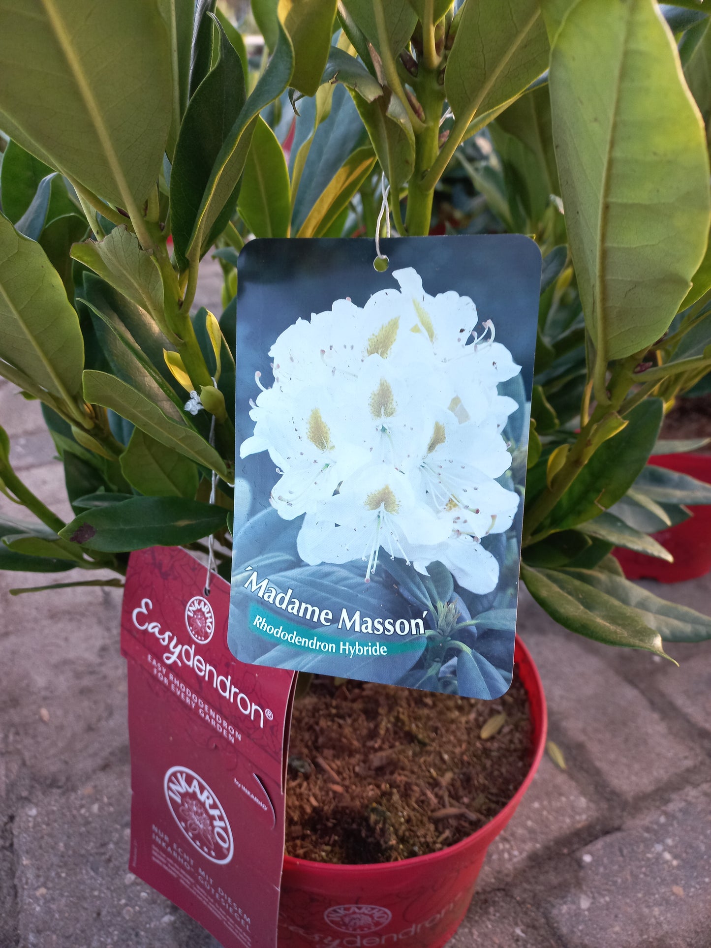 Rhododendron Hybr. Easydendron Madame Masson 40cm