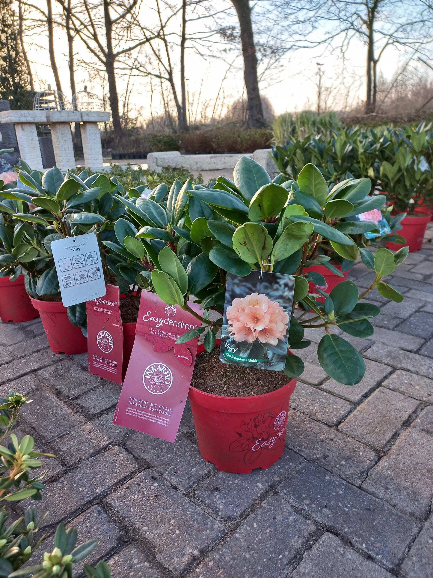 Rhododendron Hybr. Easydendron Viscy 40cm