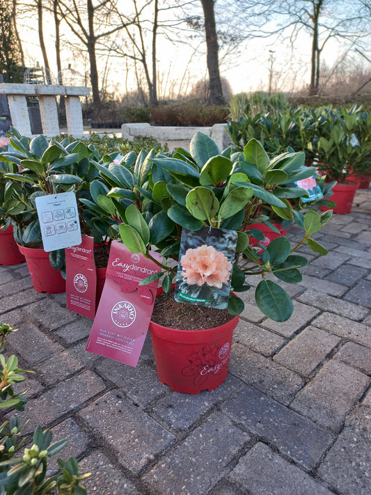 Rhododendron Hybr. Easydendron Viscy 40cm