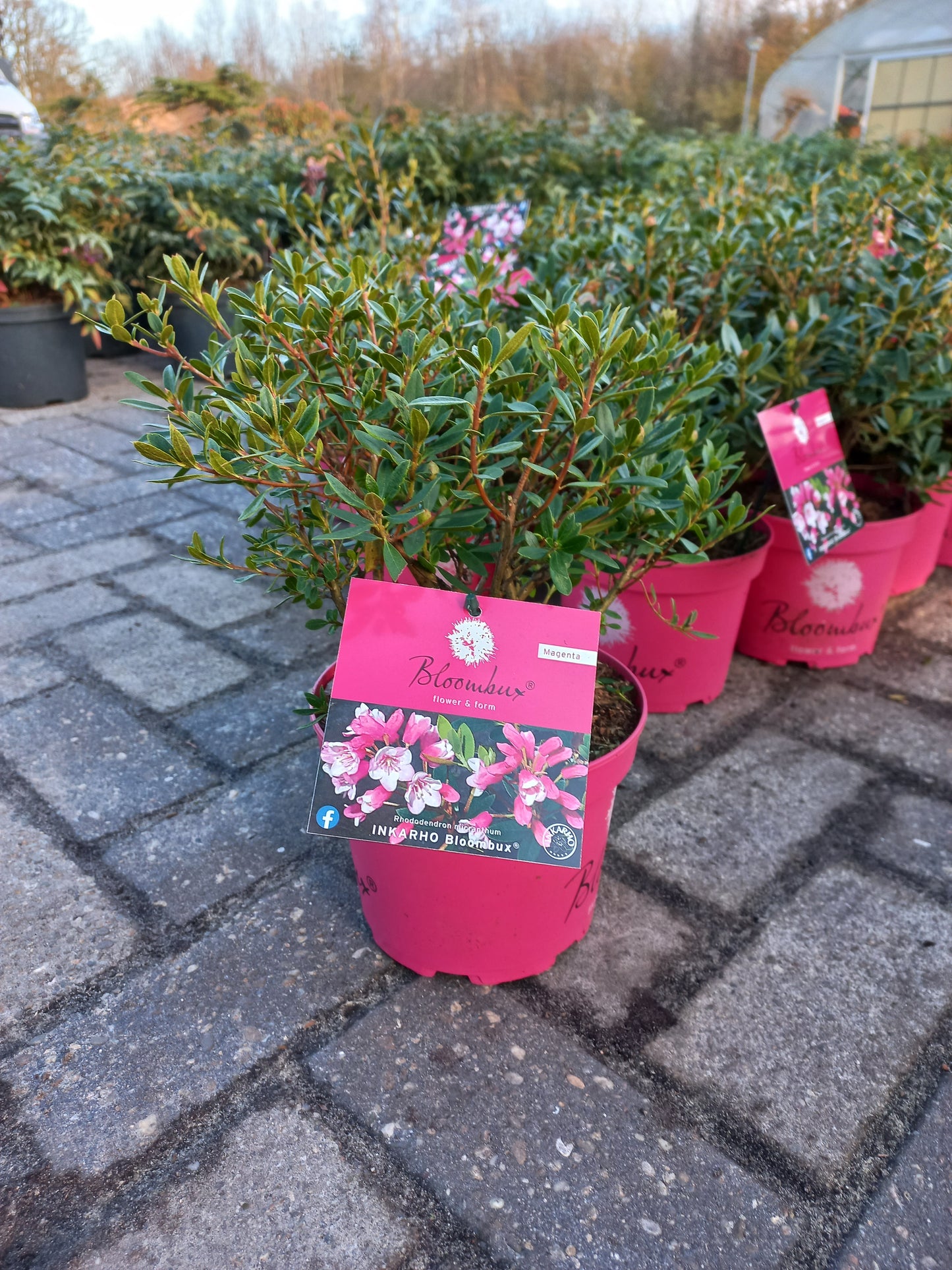 Rhododendron Bloombux Magenta (Buxusvervanger)25cm