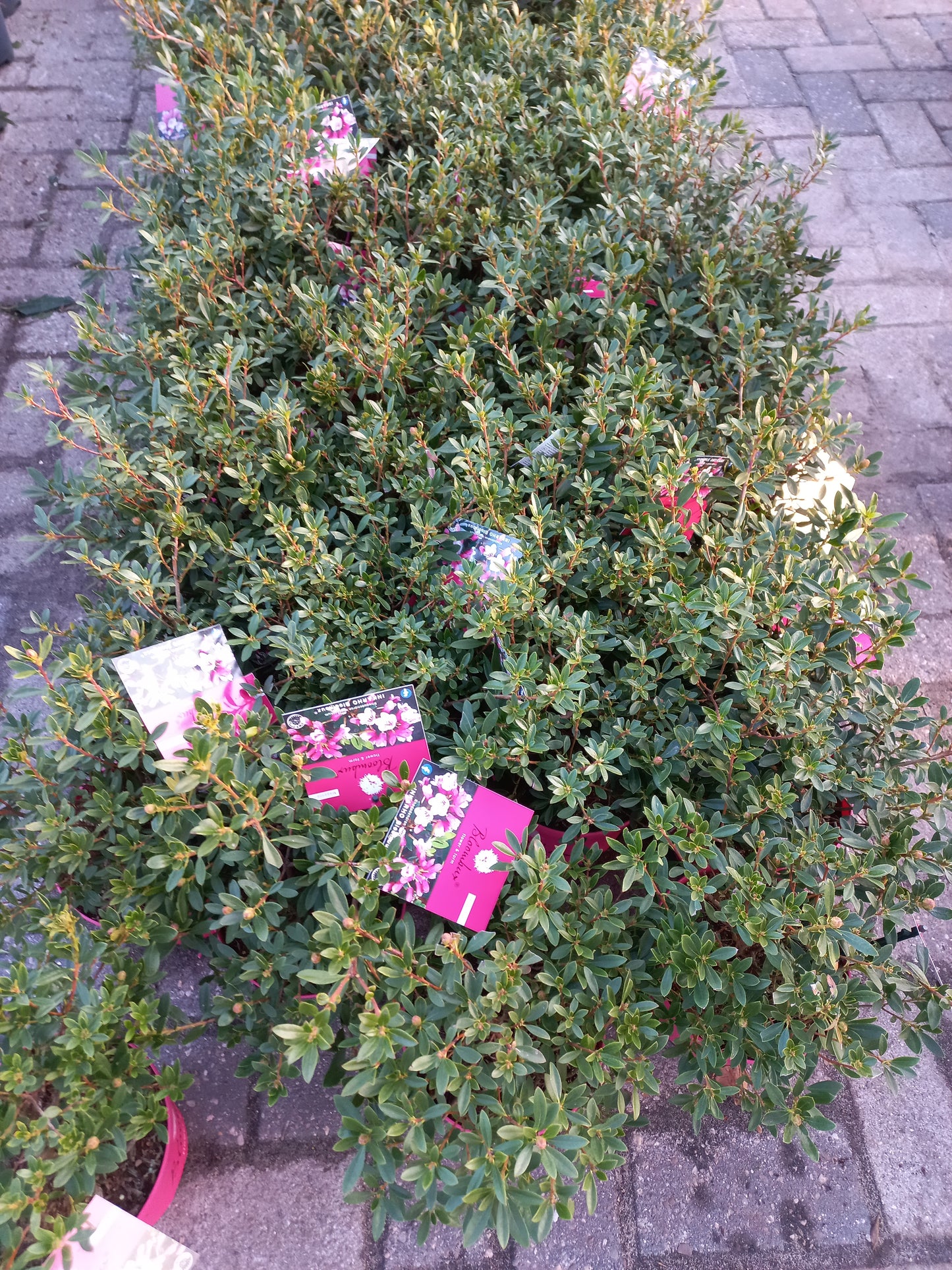 Rhododendron Bloombux Magenta (Buxusvervanger)25cm