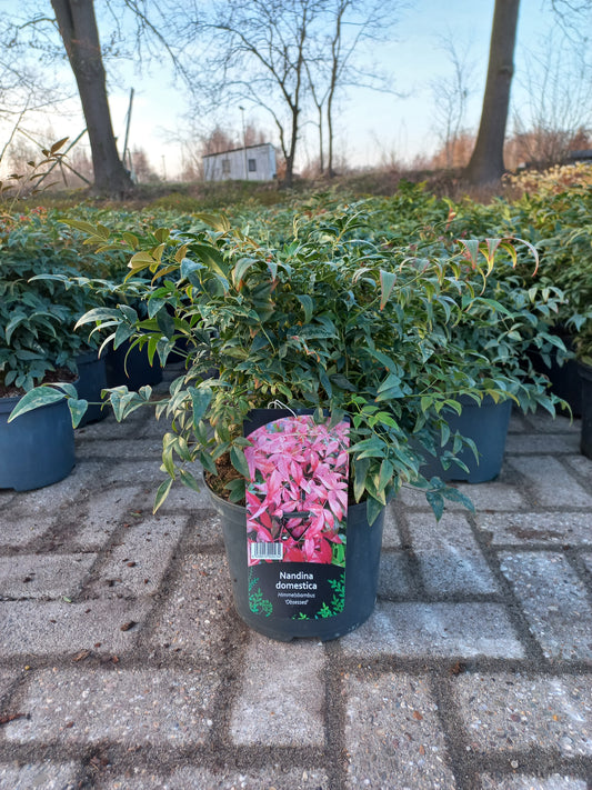 Nandina domestica Obsessed hemelse bamboe 50cm