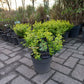 Euonymus Fortunei Emerald 'n Gold Kardinaalsmuts 25cm