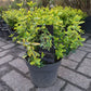 Euonymus Fortunei Emerald 'n Gold Kardinaalsmuts 25cm