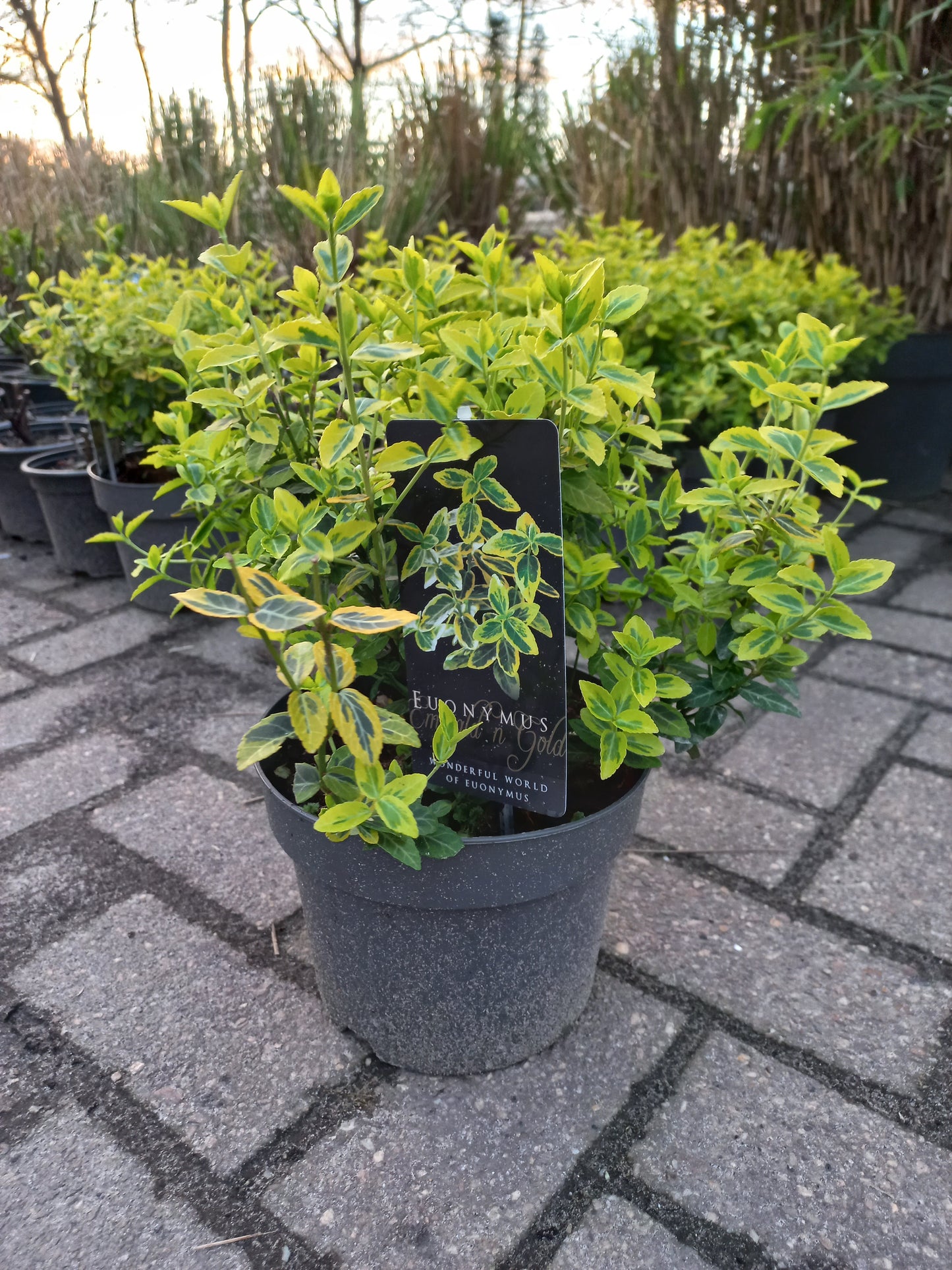 Euonymus Fortunei Emerald 'n Gold Kardinaalsmuts 25cm