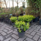 Euonymus Fortunei Emerald 'n Gold Kardinaalsmuts 25cm