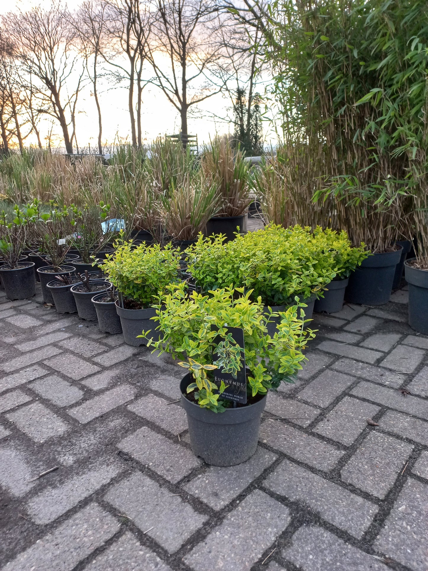 Euonymus Fortunei Emerald 'n Gold Kardinaalsmuts 25cm