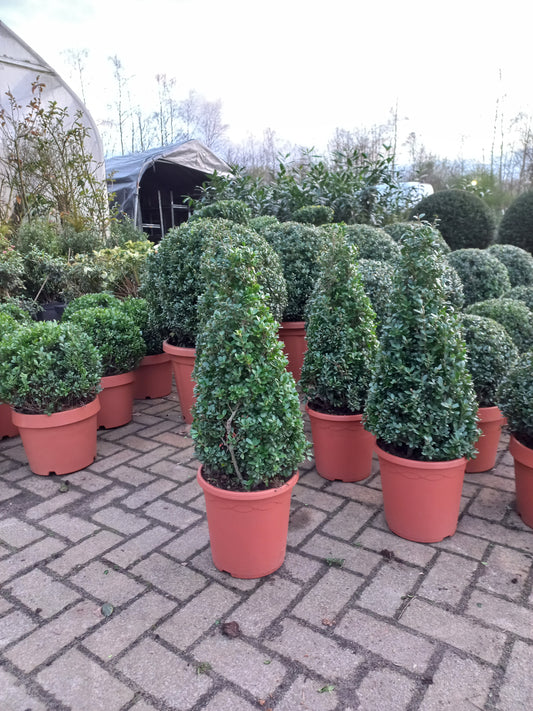 Ilex Crenata Caroline Upright Japanse hulst kegelvorm