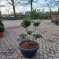 Ilex Crenata bonsai Japanse hulst in Sierpot