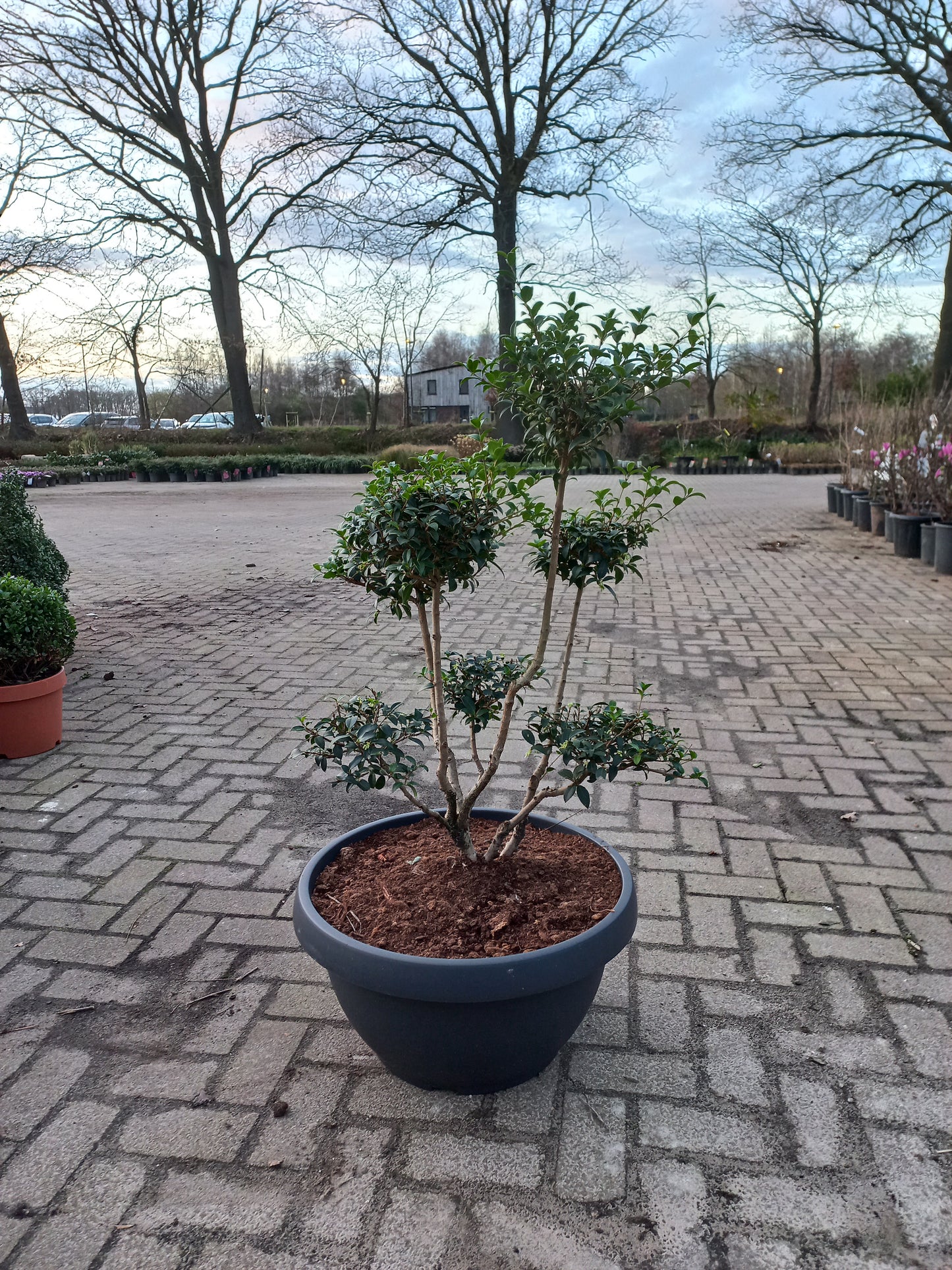 Ilex Crenata bonsai Japanse hulst in Sierpot