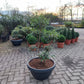 Ilex Crenata bonsai Japanse hulst in Sierpot