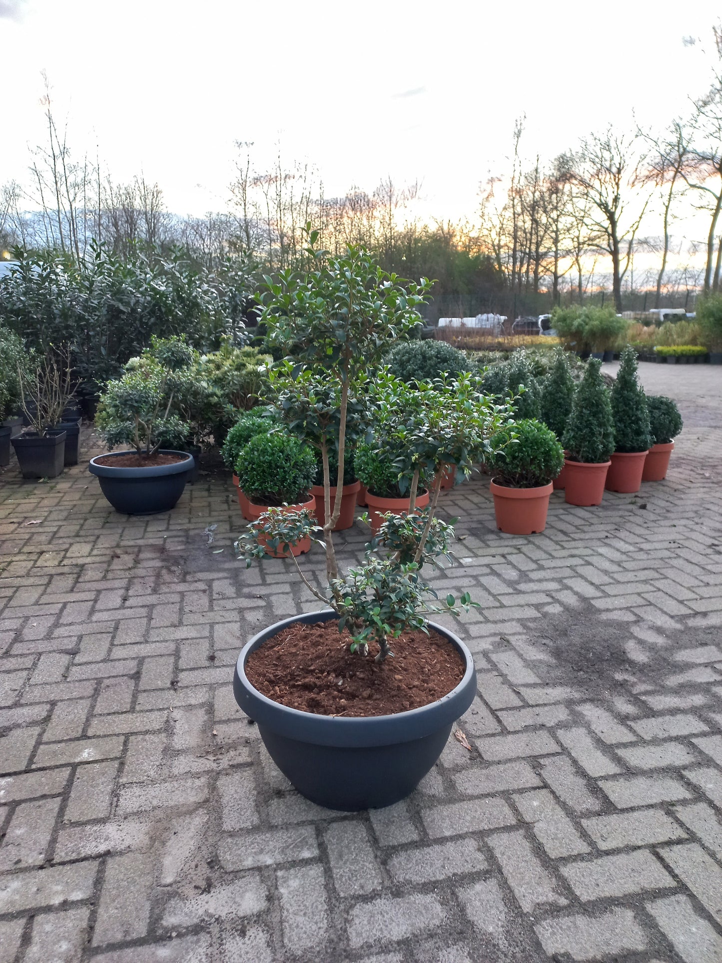 Ilex Crenata bonsai Japanse hulst in Sierpot