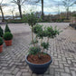 Ilex Crenata bonsai Japanse hulst in Sierpot