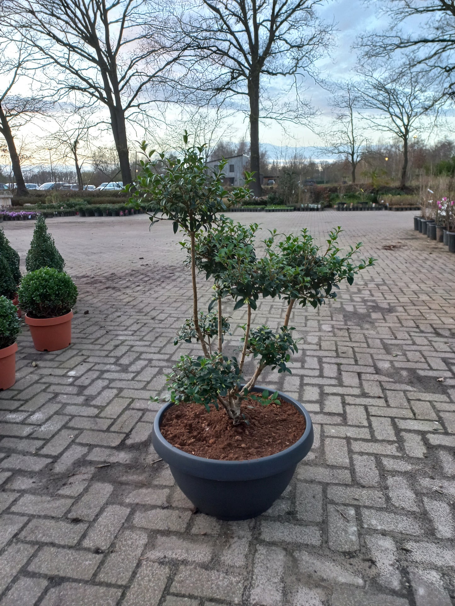 Ilex Crenata bonsai Japanse hulst in Sierpot