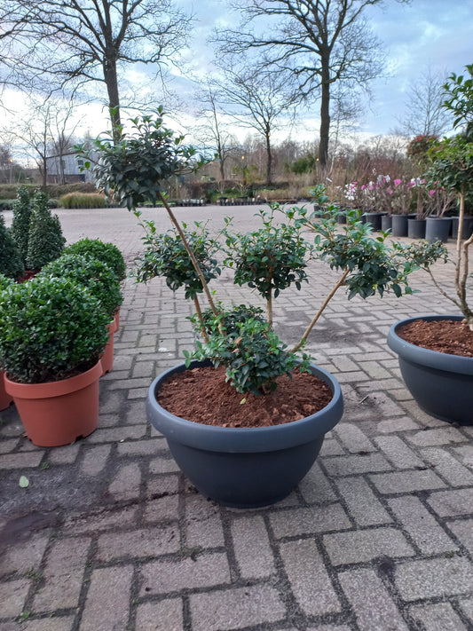 Ilex Crenata bonsai Japanse hulst in Sierpot