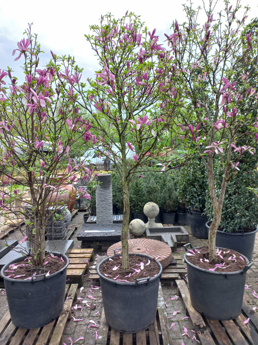 Magnolia Susan XXL Op stam