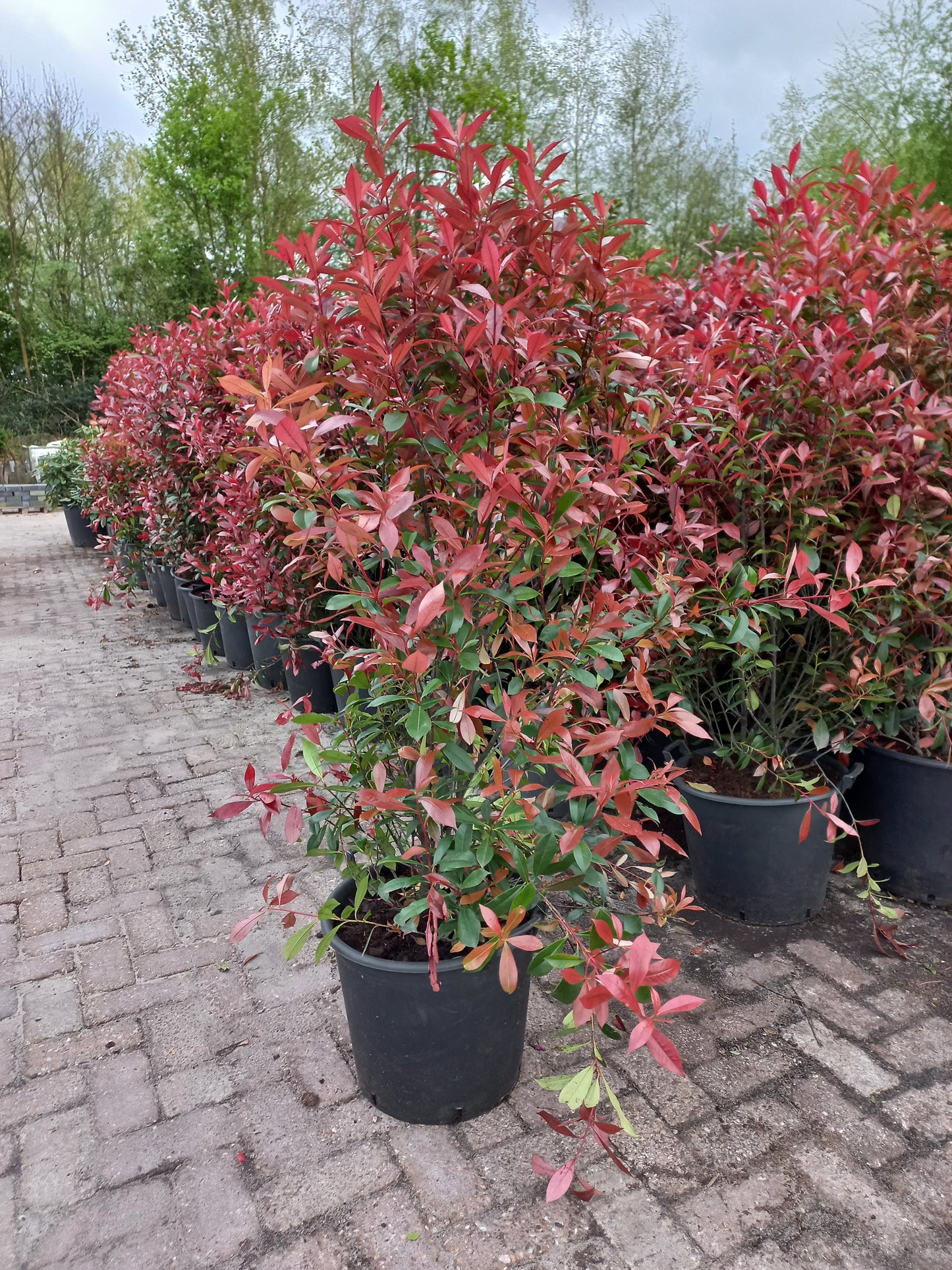 Photinia Fraseri Carre Rouge glansmispel XXL 160cm