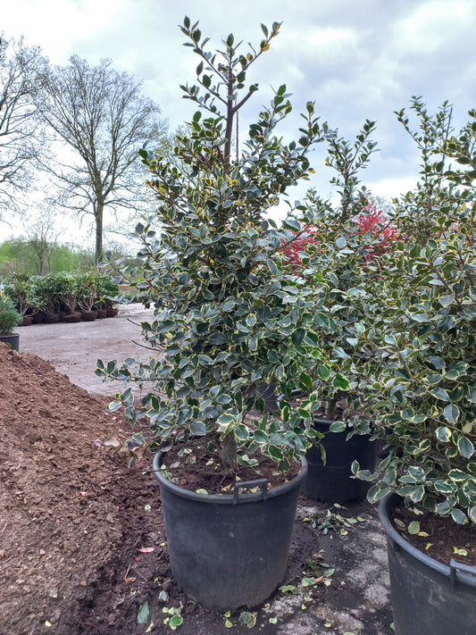 Ilex aquifolium Argentea Marginata bonte hulst