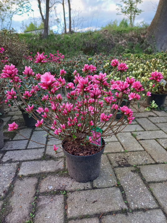 Azalea Japonica Silvester Roze