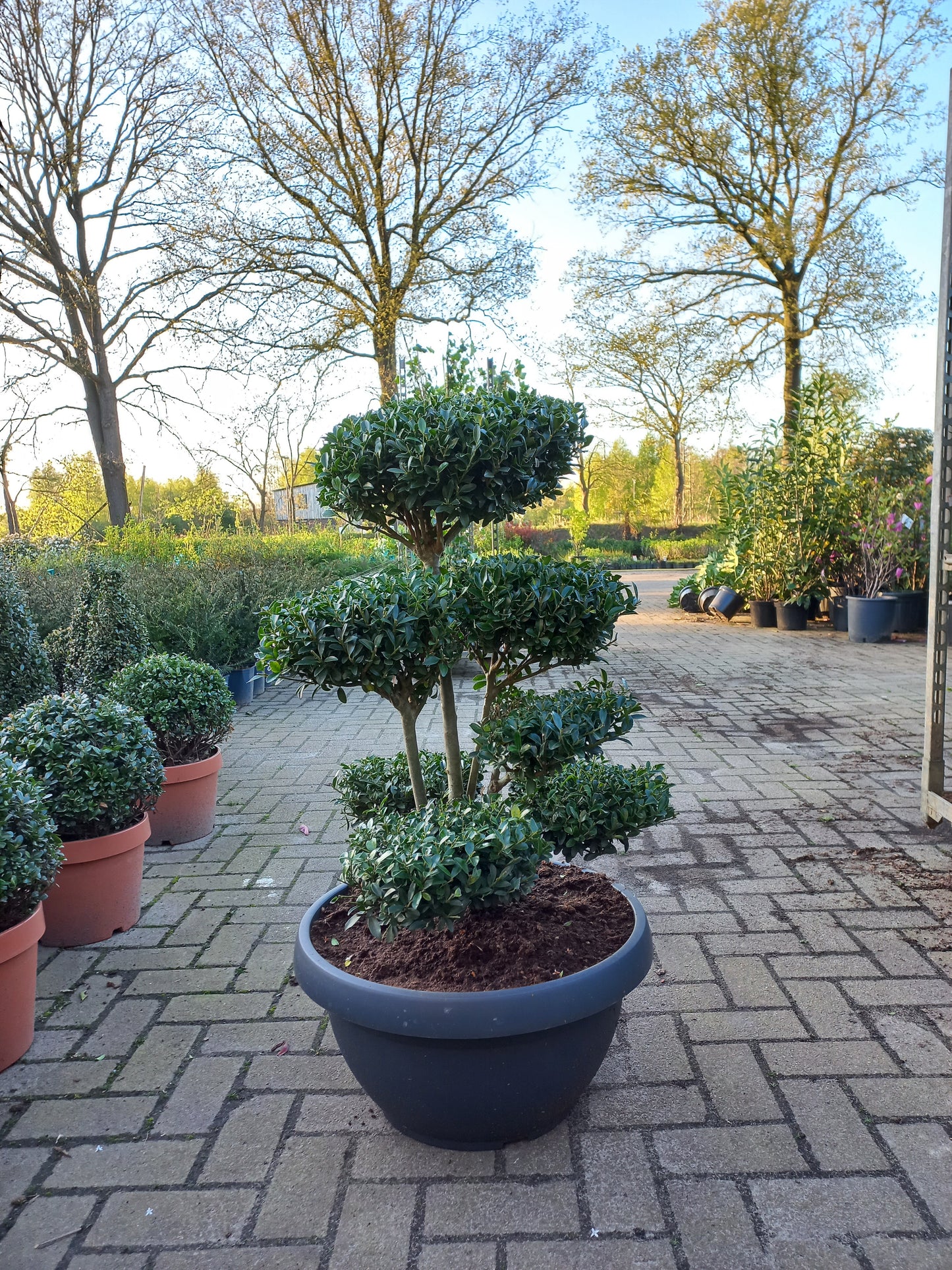 Iex Crenata bonsai Japanse hulst in Sierpot 80cm plant