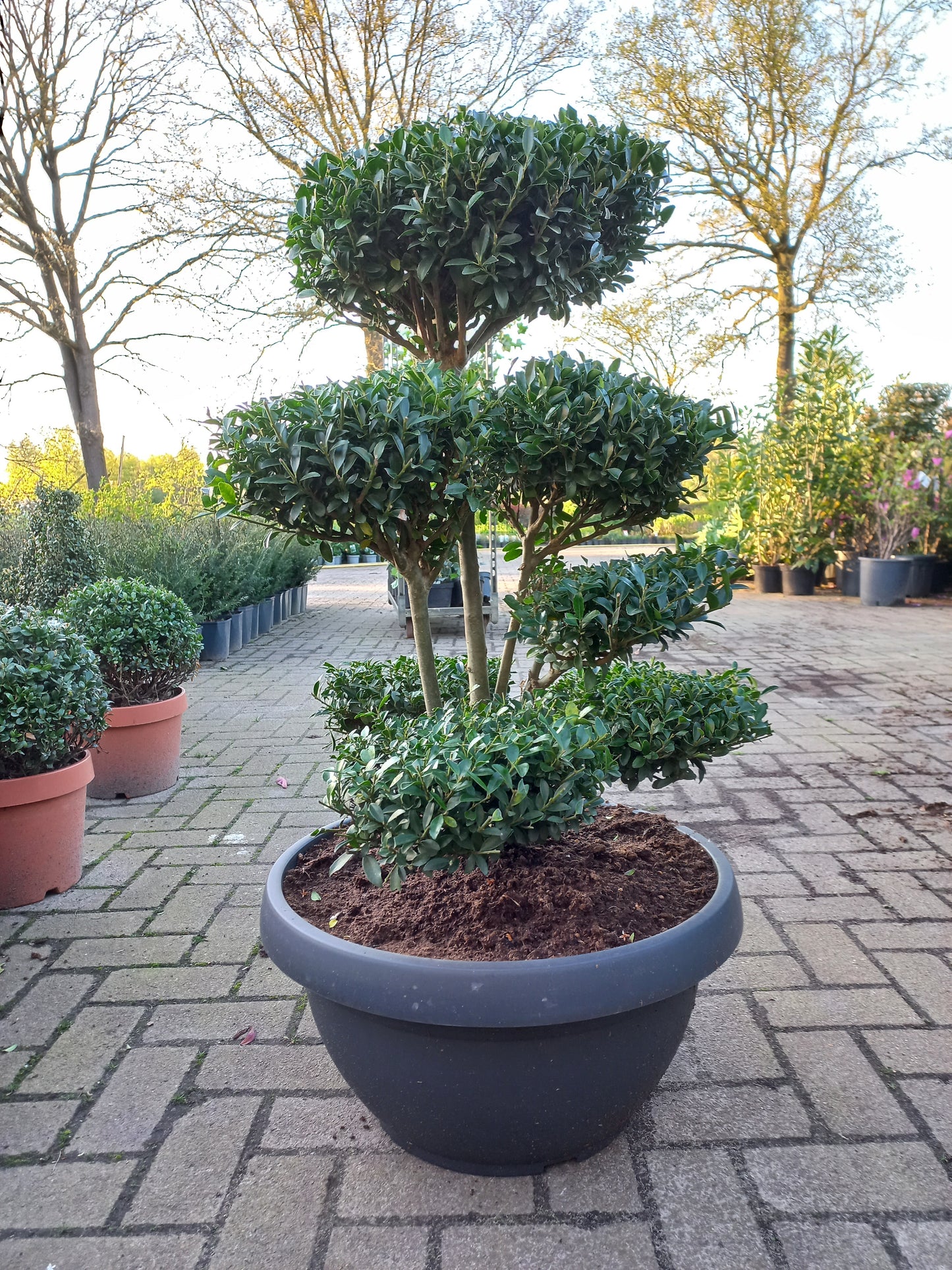 Iex Crenata bonsai Japanse hulst in Sierpot 80cm plant