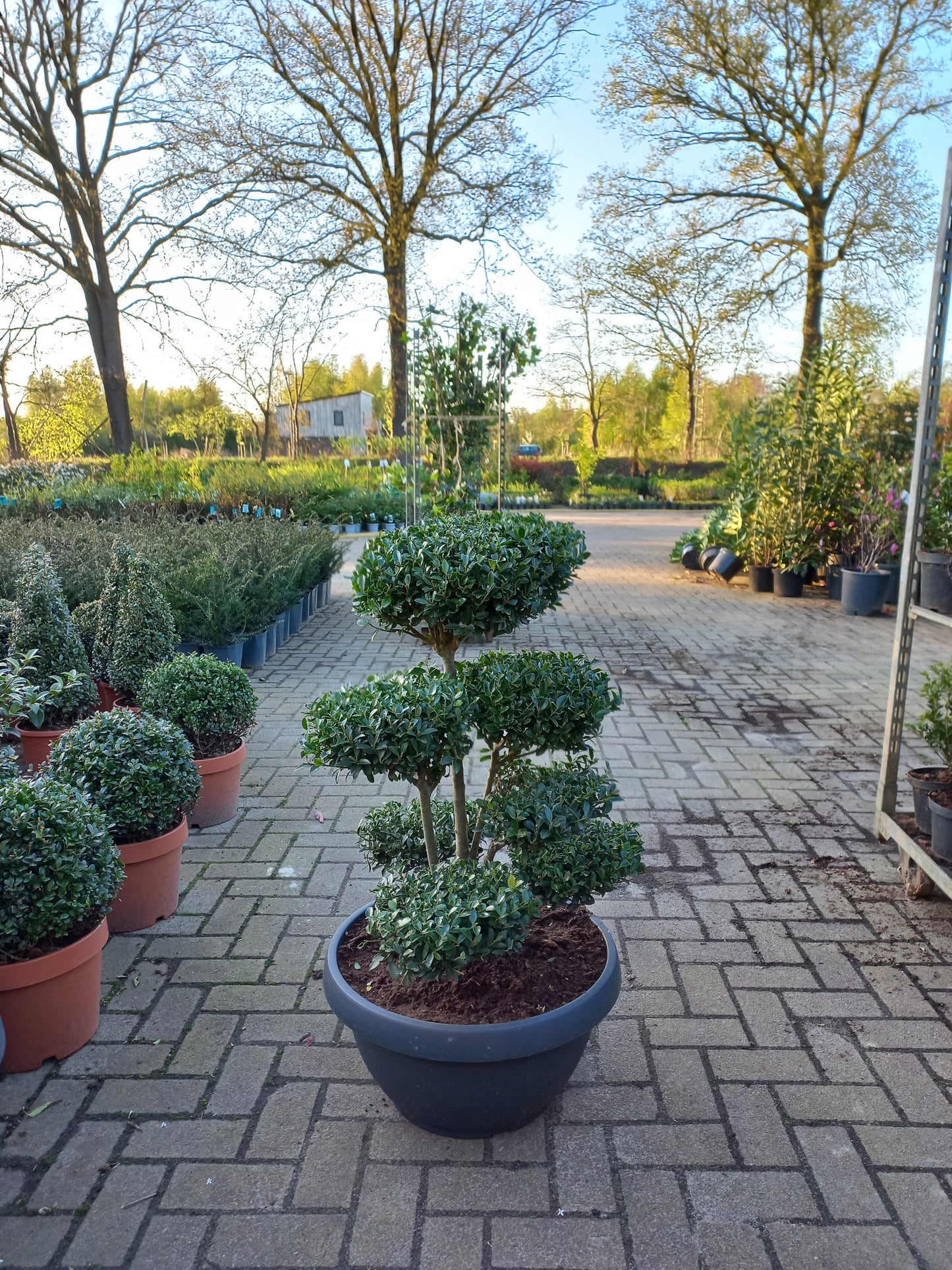 Iex Crenata bonsai Japanse hulst in Sierpot 80cm plant