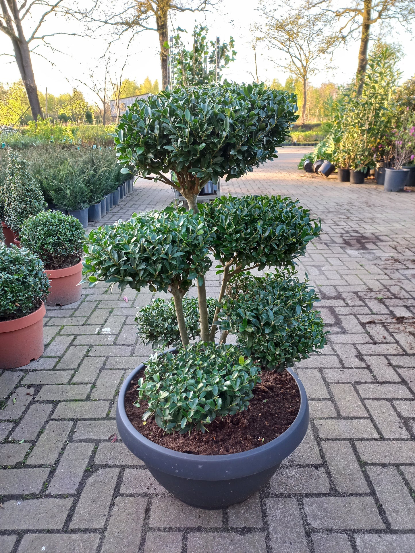 Iex Crenata bonsai Japanse hulst in Sierpot 80cm plant