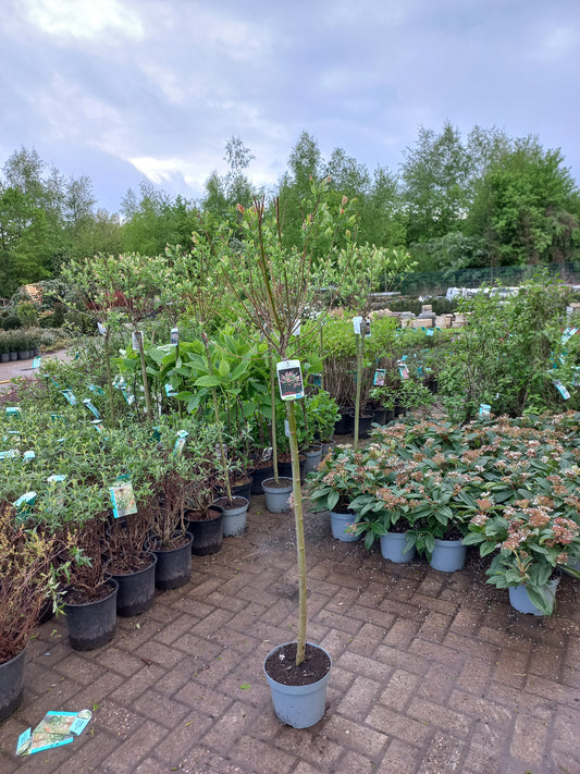 Salix integra Hakuro-nishiki Wilg op stam 100cm