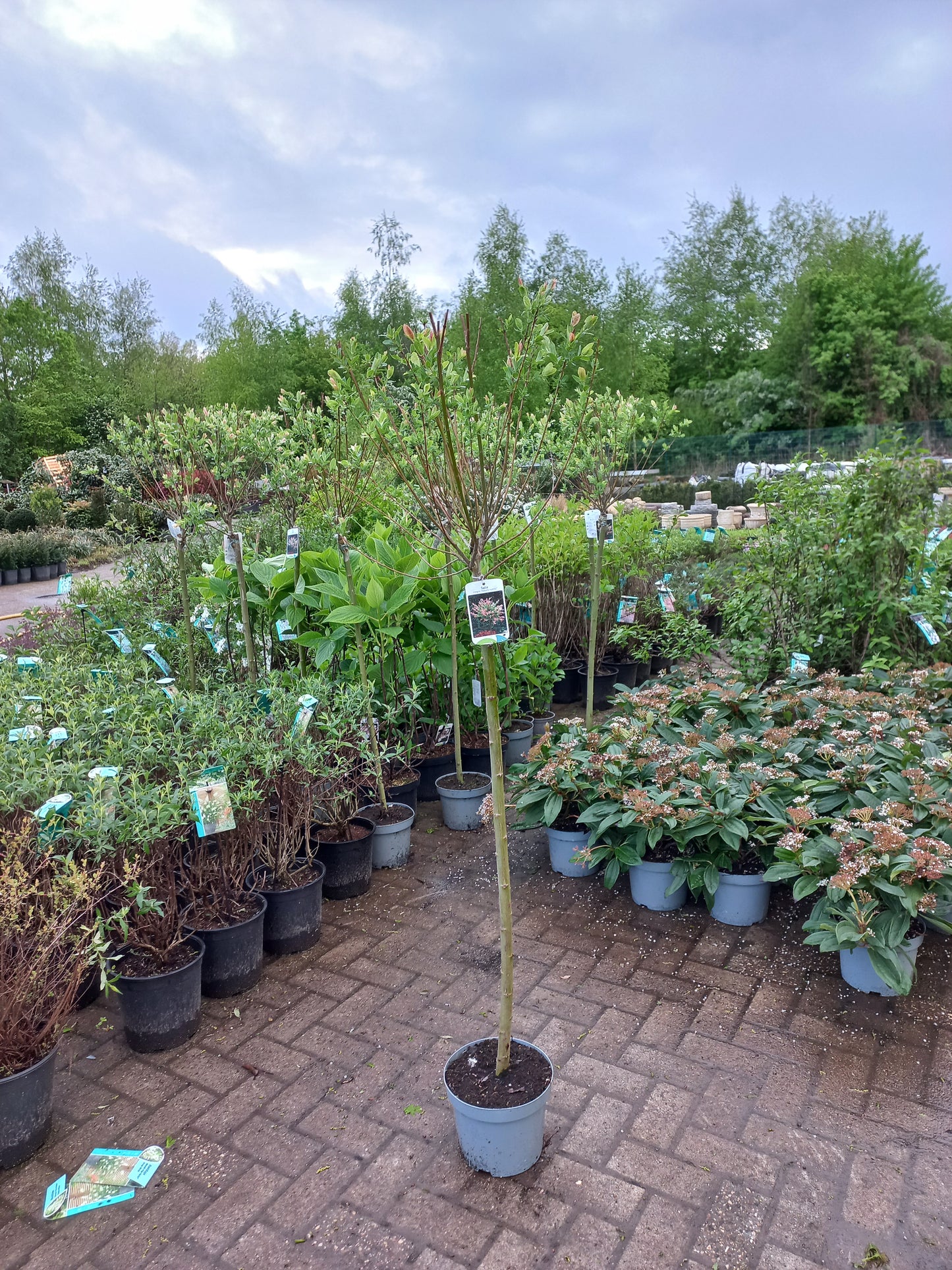 Salix integra Hakuro-nishiki Wilg op stam 100cm