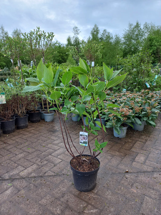 Hydrangea macrophylla Involucrata Tokado-Yama Schaduwhortensia 50cm